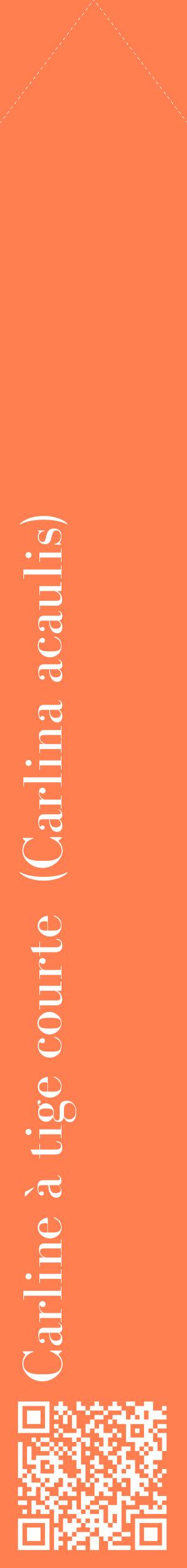 Étiquette de : Carlina acaulis - format c - style blanche24_simplebod avec qrcode et comestibilité