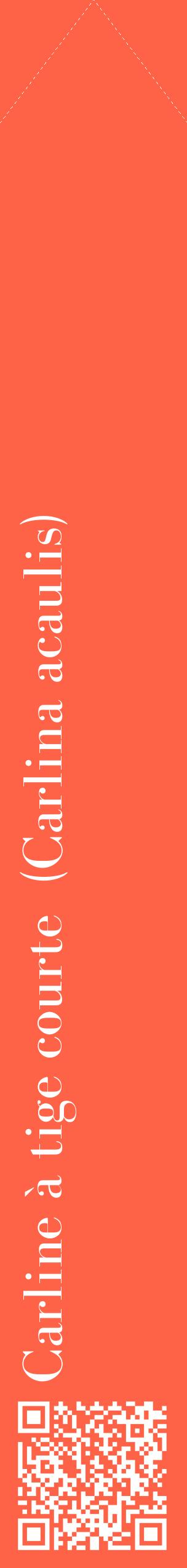 Étiquette de : Carlina acaulis - format c - style blanche25_simplebod avec qrcode et comestibilité