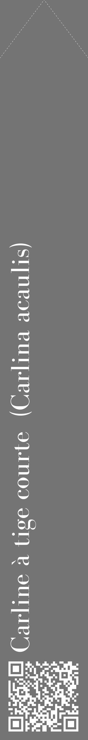 Étiquette de : Carlina acaulis - format c - style blanche26_simple_simplebod avec qrcode et comestibilité - position verticale