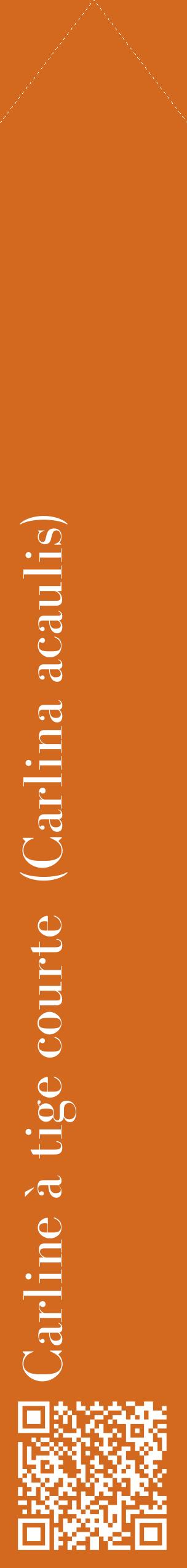 Étiquette de : Carlina acaulis - format c - style blanche31_simplebod avec qrcode et comestibilité
