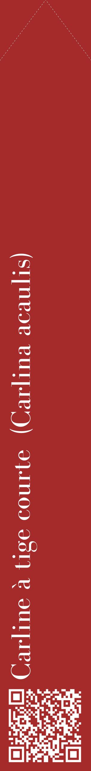 Étiquette de : Carlina acaulis - format c - style blanche33_simplebod avec qrcode et comestibilité