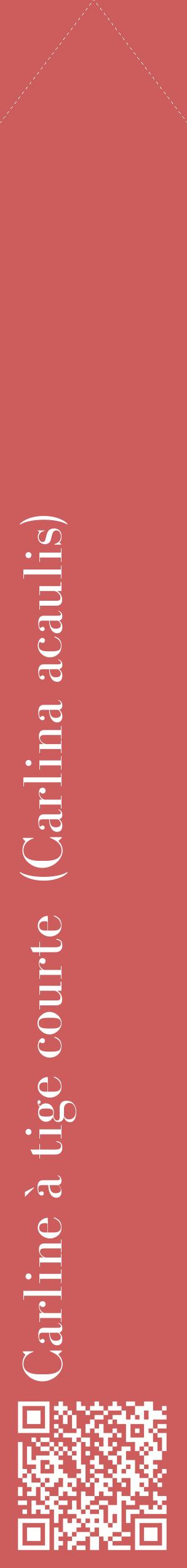 Étiquette de : Carlina acaulis - format c - style blanche35_simplebod avec qrcode et comestibilité