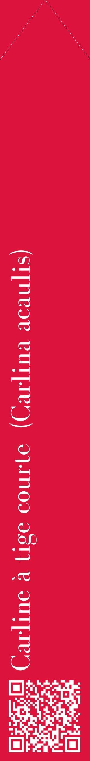 Étiquette de : Carlina acaulis - format c - style blanche36_simplebod avec qrcode et comestibilité
