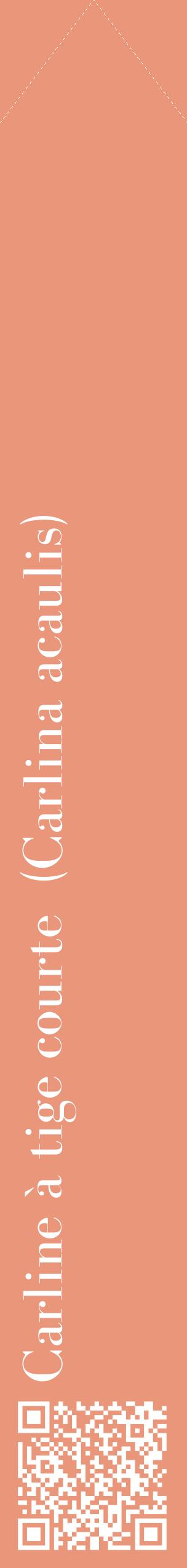 Étiquette de : Carlina acaulis - format c - style blanche37_simplebod avec qrcode et comestibilité