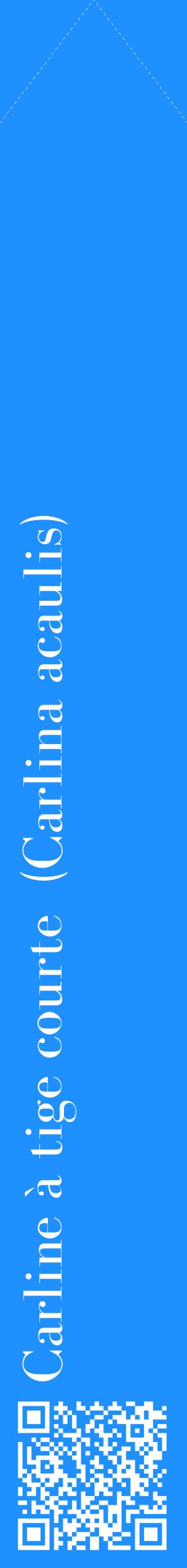 Étiquette de : Carlina acaulis - format c - style blanche3_simplebod avec qrcode et comestibilité