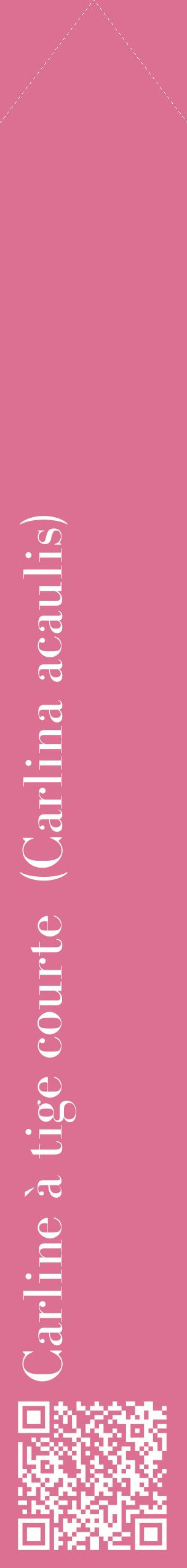 Étiquette de : Carlina acaulis - format c - style blanche44_simplebod avec qrcode et comestibilité