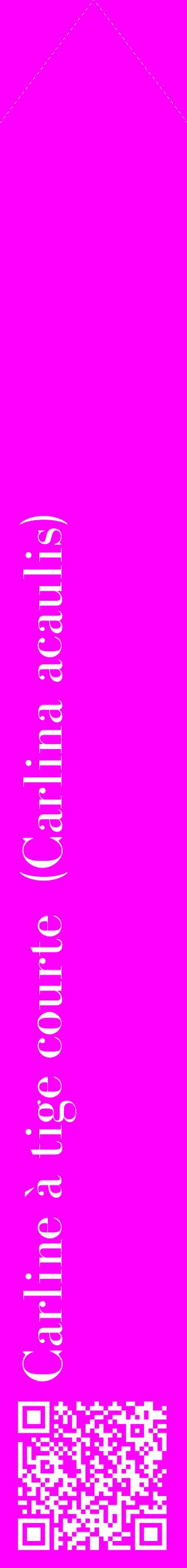 Étiquette de : Carlina acaulis - format c - style blanche51_simplebod avec qrcode et comestibilité
