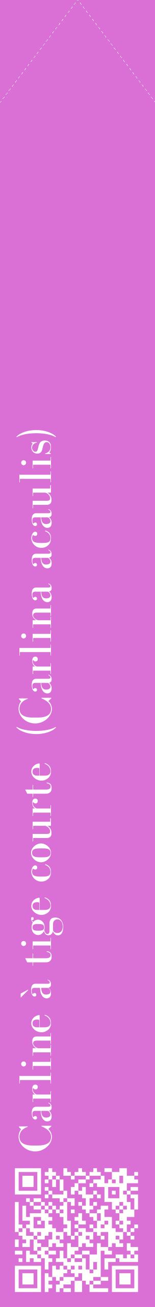 Étiquette de : Carlina acaulis - format c - style blanche52_simplebod avec qrcode et comestibilité