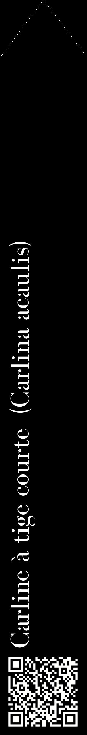 Étiquette de : Carlina acaulis - format c - style blanche59_simplebod avec qrcode et comestibilité