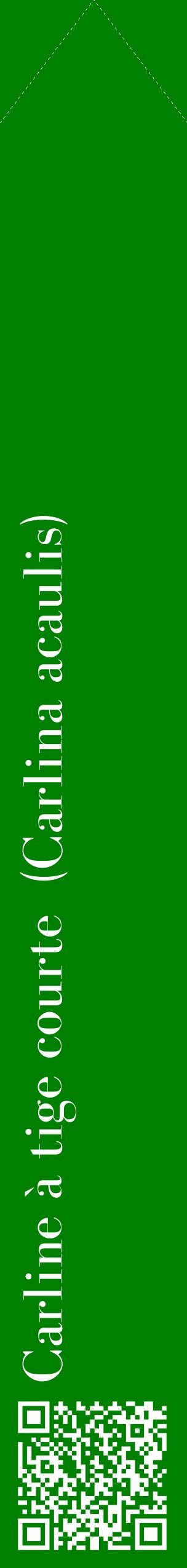 Étiquette de : Carlina acaulis - format c - style blanche9_simplebod avec qrcode et comestibilité