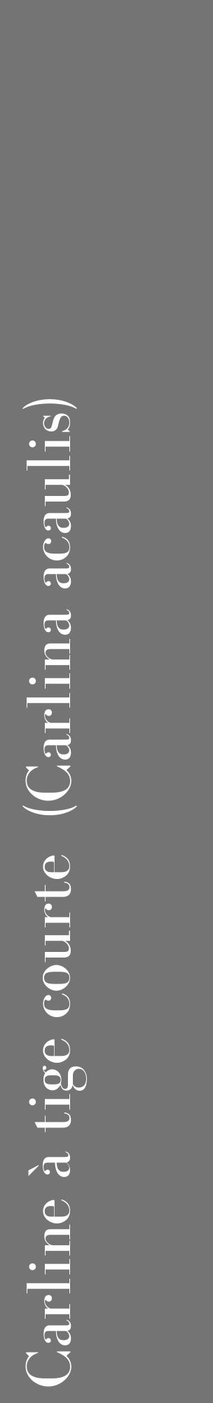 Étiquette de : Carlina acaulis - format c - style blanche26_basique_basiquebod avec comestibilité - position verticale