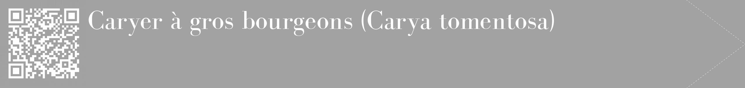 Étiquette de : Carya tomentosa - format c - style blanche38_simple_simplebod avec qrcode et comestibilité