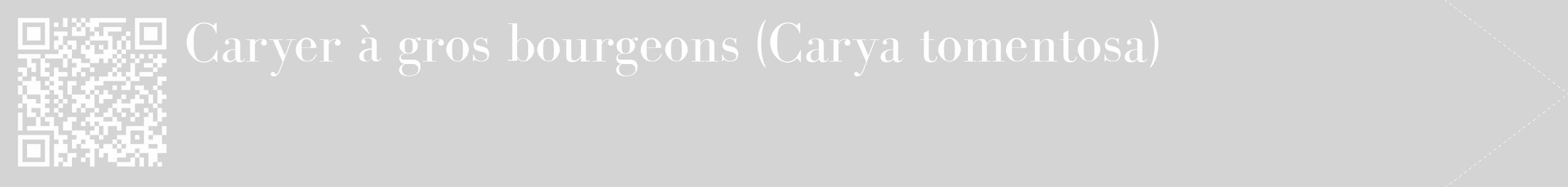 Étiquette de : Carya tomentosa - format c - style blanche40_simple_simplebod avec qrcode et comestibilité