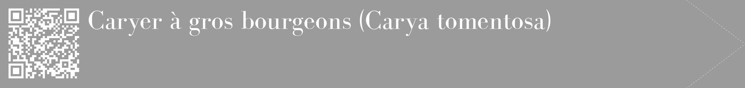 Étiquette de : Carya tomentosa - format c - style blanche52_simple_simplebod avec qrcode et comestibilité