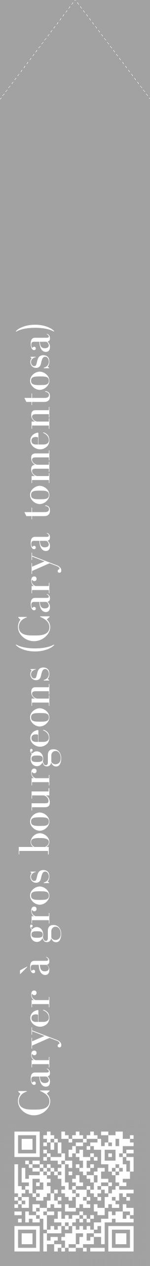 Étiquette de : Carya tomentosa - format c - style blanche38_simple_simplebod avec qrcode et comestibilité - position verticale