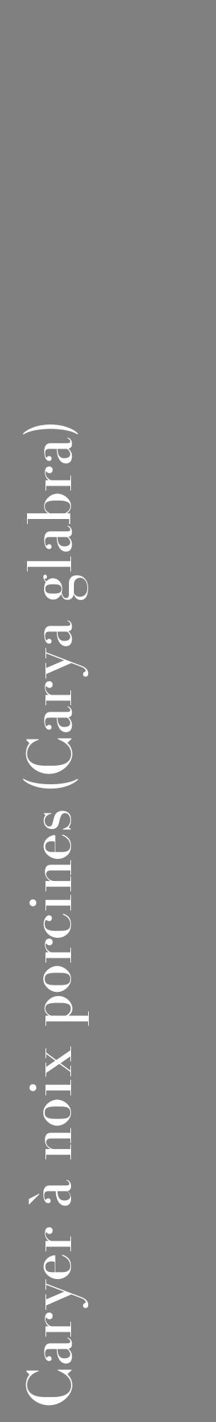 Étiquette de : Carya glabra - format c - style blanche57_basiquebod avec comestibilité