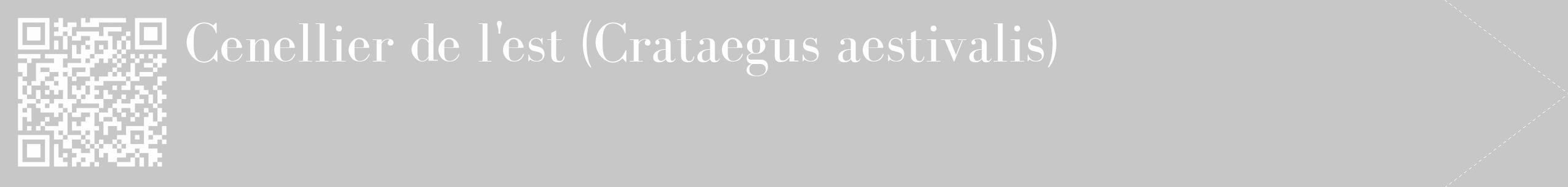 Étiquette de : Crataegus aestivalis - format c - style blanche15_simple_simplebod avec qrcode et comestibilité