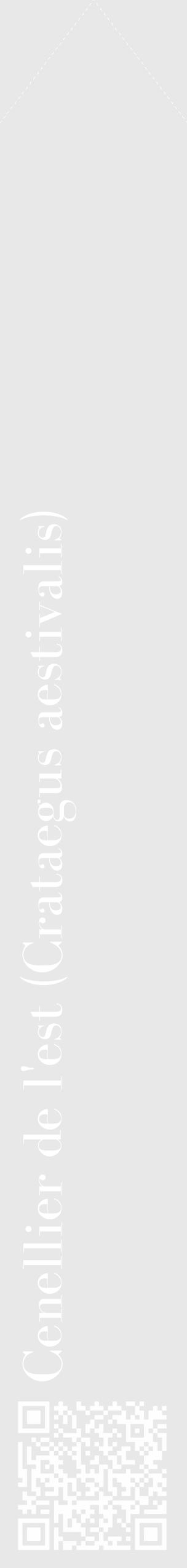 Étiquette de : Crataegus aestivalis - format c - style blanche55_simple_simplebod avec qrcode et comestibilité - position verticale