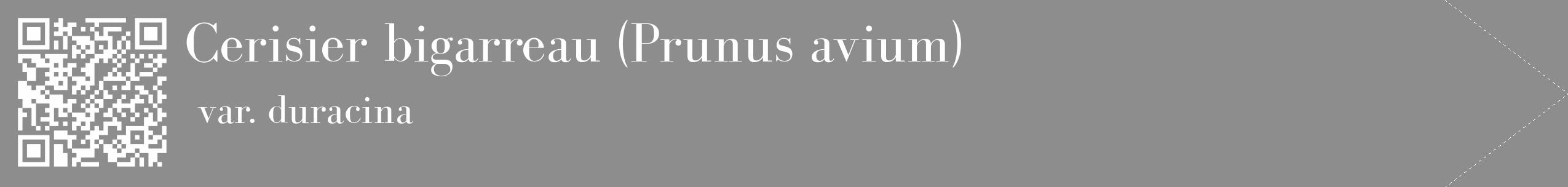 Étiquette de : Prunus avium var. duracina - format c - style blanche2_simple_simplebod avec qrcode et comestibilité