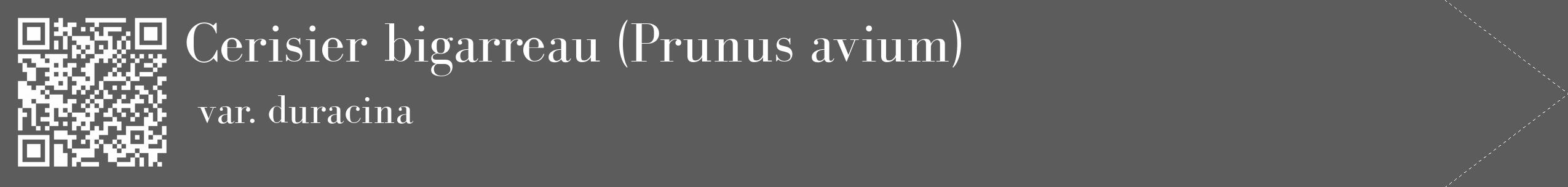 Étiquette de : Prunus avium var. duracina - format c - style blanche49_simple_simplebod avec qrcode et comestibilité