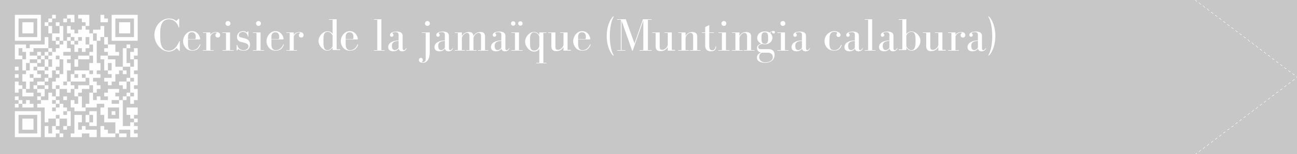 Étiquette de : Muntingia calabura - format c - style blanche15_simple_simplebod avec qrcode et comestibilité