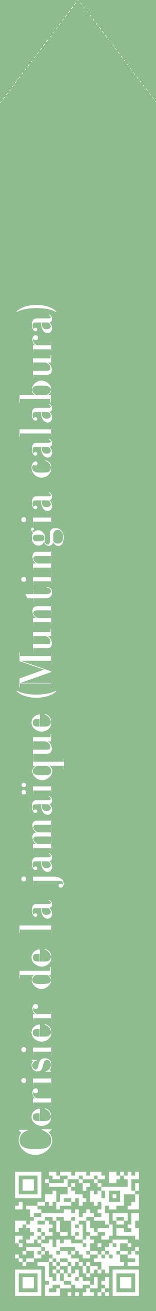 Étiquette de : Muntingia calabura - format c - style blanche13_simplebod avec qrcode et comestibilité