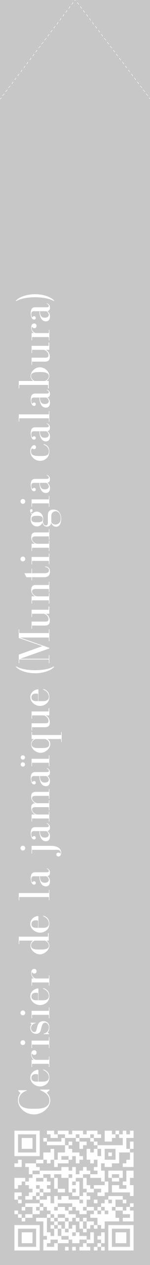 Étiquette de : Muntingia calabura - format c - style blanche15_simple_simplebod avec qrcode et comestibilité - position verticale