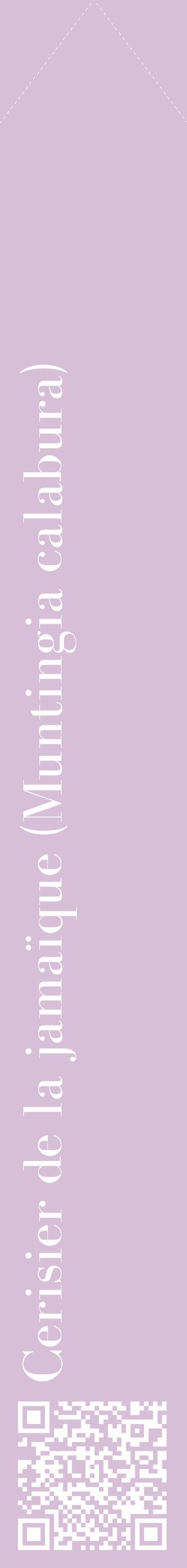 Étiquette de : Muntingia calabura - format c - style blanche54_simplebod avec qrcode et comestibilité