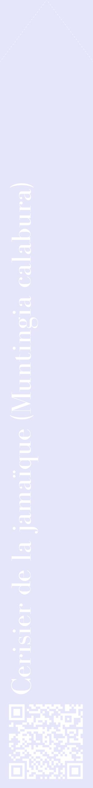 Étiquette de : Muntingia calabura - format c - style blanche55_simplebod avec qrcode et comestibilité