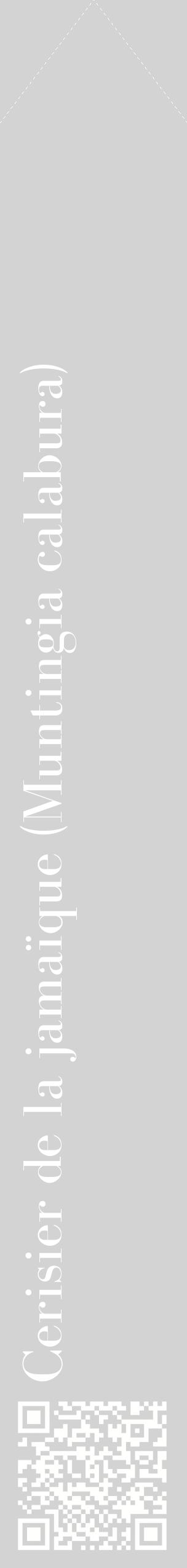 Étiquette de : Muntingia calabura - format c - style blanche56_simplebod avec qrcode et comestibilité