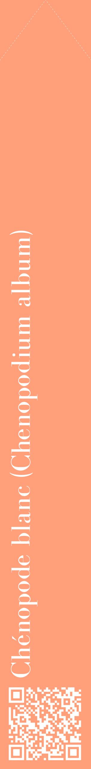 Étiquette de : Chenopodium album - format c - style blanche39_simplebod avec qrcode et comestibilité