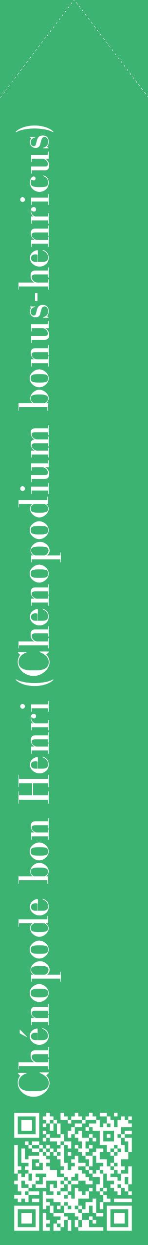 Étiquette de : Chenopodium bonus-henricus - format c - style blanche12_simplebod avec qrcode et comestibilité