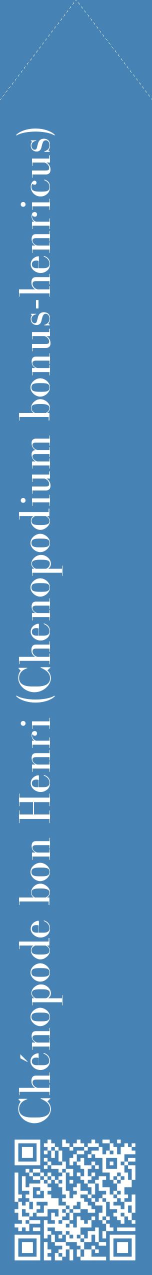 Étiquette de : Chenopodium bonus-henricus - format c - style blanche5_simplebod avec qrcode et comestibilité