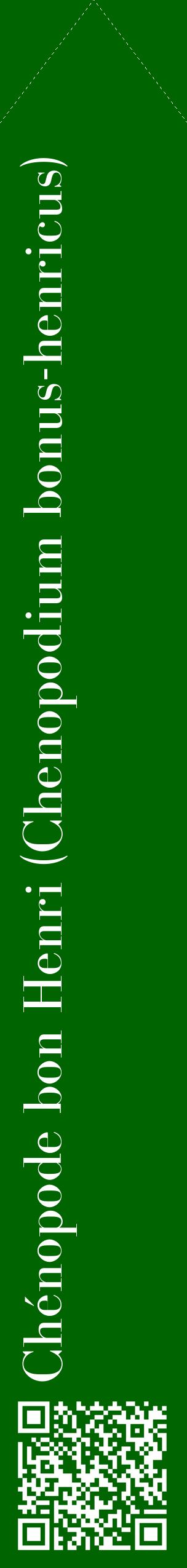 Étiquette de : Chenopodium bonus-henricus - format c - style blanche8_simplebod avec qrcode et comestibilité