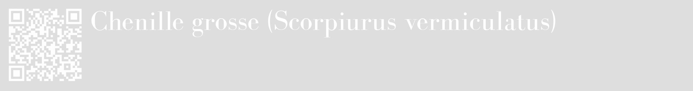 Étiquette de : Scorpiurus vermiculatus - format c - style blanche20_basique_basiquebod avec qrcode et comestibilité