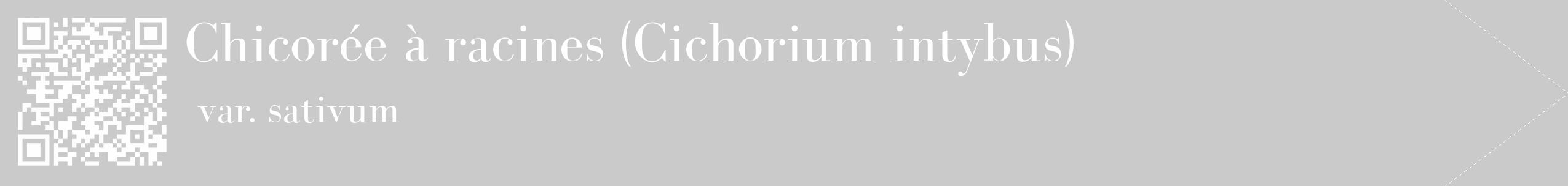 Étiquette de : Cichorium intybus var. sativum - format c - style blanche21_simple_simplebod avec qrcode et comestibilité