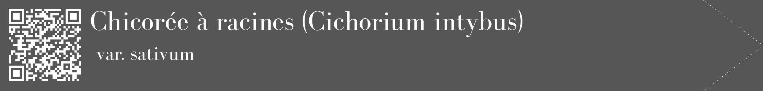 Étiquette de : Cichorium intybus var. sativum - format c - style blanche45_simple_simplebod avec qrcode et comestibilité