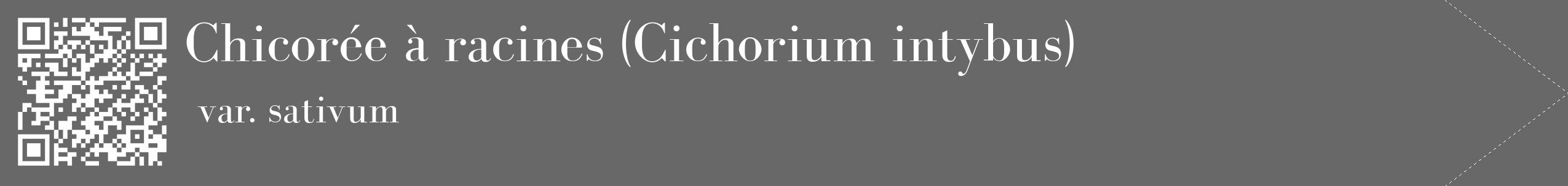 Étiquette de : Cichorium intybus var. sativum - format c - style blanche6_simple_simplebod avec qrcode et comestibilité