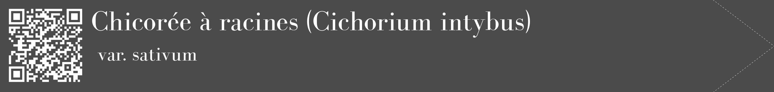Étiquette de : Cichorium intybus var. sativum - format c - style blanche9_simple_simplebod avec qrcode et comestibilité