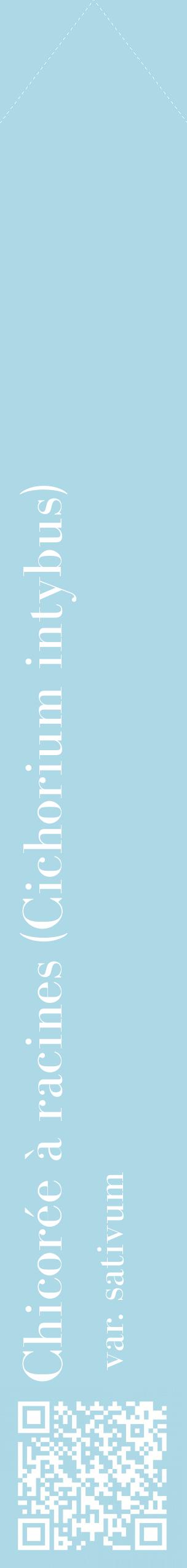 Étiquette de : Cichorium intybus var. sativum - format c - style blanche0_simplebod avec qrcode et comestibilité