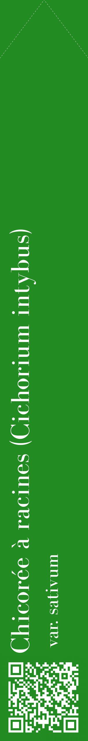Étiquette de : Cichorium intybus var. sativum - format c - style blanche10_simplebod avec qrcode et comestibilité