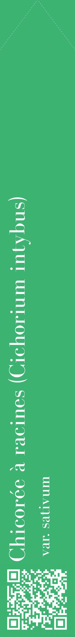 Étiquette de : Cichorium intybus var. sativum - format c - style blanche12_simplebod avec qrcode et comestibilité