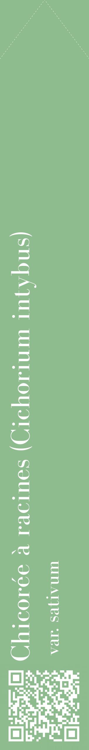 Étiquette de : Cichorium intybus var. sativum - format c - style blanche13_simplebod avec qrcode et comestibilité