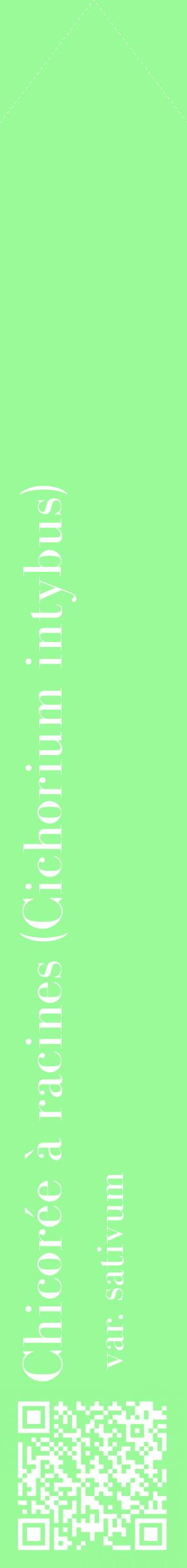 Étiquette de : Cichorium intybus var. sativum - format c - style blanche14_simplebod avec qrcode et comestibilité