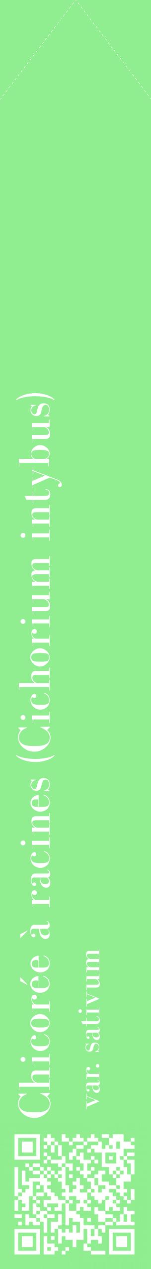 Étiquette de : Cichorium intybus var. sativum - format c - style blanche15_simplebod avec qrcode et comestibilité