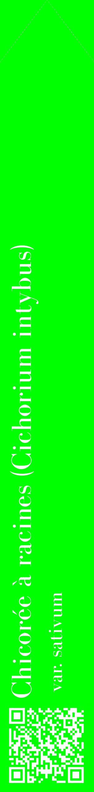 Étiquette de : Cichorium intybus var. sativum - format c - style blanche16_simplebod avec qrcode et comestibilité