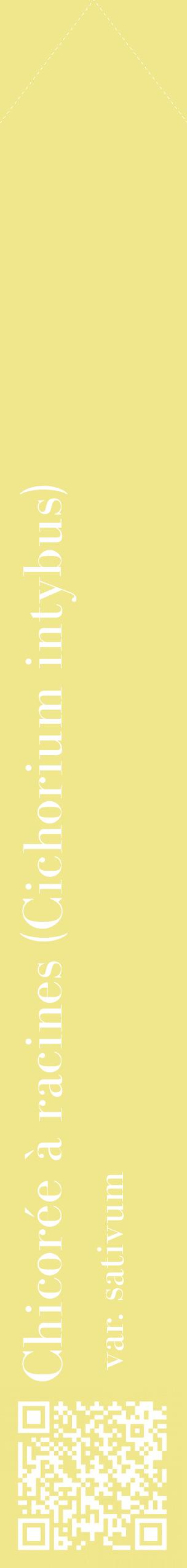 Étiquette de : Cichorium intybus var. sativum - format c - style blanche20_simplebod avec qrcode et comestibilité