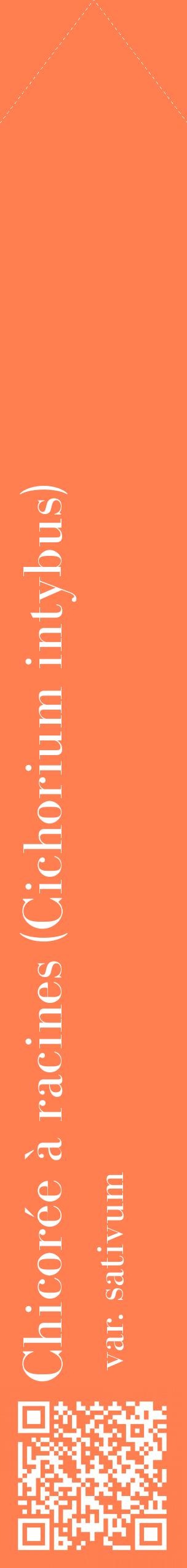 Étiquette de : Cichorium intybus var. sativum - format c - style blanche24_simplebod avec qrcode et comestibilité