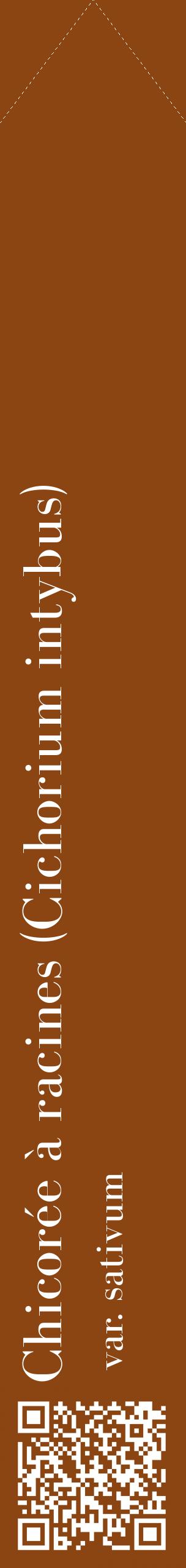 Étiquette de : Cichorium intybus var. sativum - format c - style blanche30_simplebod avec qrcode et comestibilité