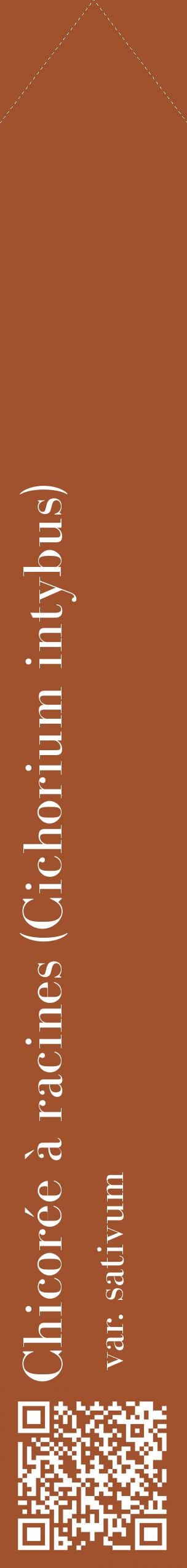 Étiquette de : Cichorium intybus var. sativum - format c - style blanche32_simplebod avec qrcode et comestibilité